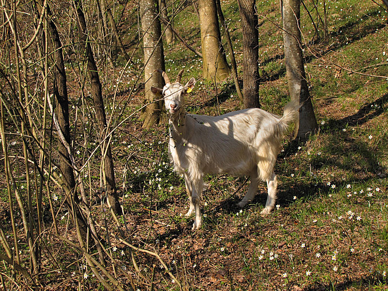 Animali al pascolo